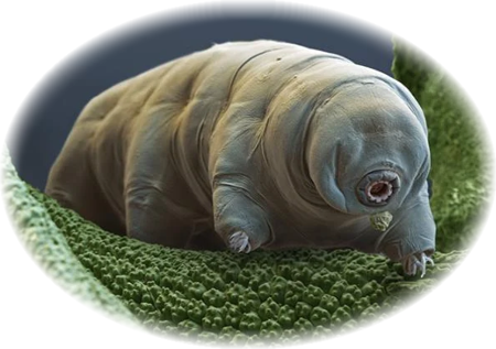 tardigrade (or water bear)